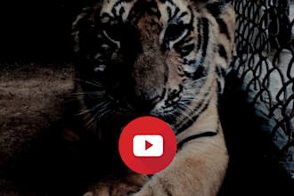 transcribe or make subtitle, closed caption or srt for your video or audio