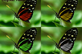 color correction and change the colour of any object in your photo