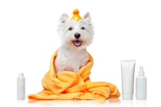 formulate pet care products formula naturally and uniquely