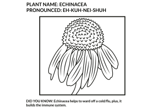 draw herbs or plants for your coloring book and pages