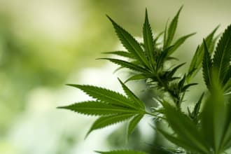 write quality cbd, marijuana and hemp articles