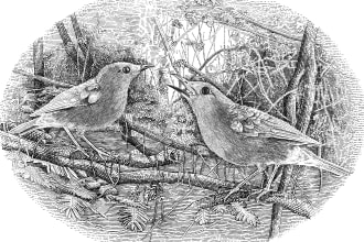 draw animal engraving style of bank note