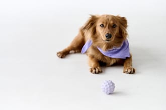 do distant energy healing to your pets and animals and birds