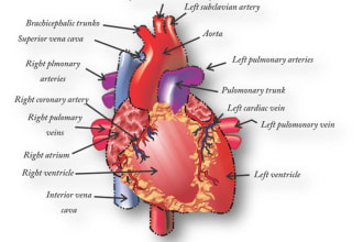 draw detailed medical and scientific biology illustrations