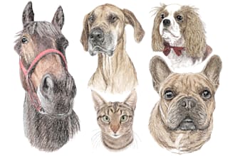 draw your pet into color sketch art portrait
