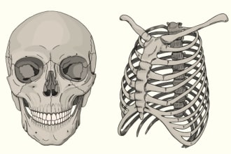 draw vector medical, scientific or educational illustration