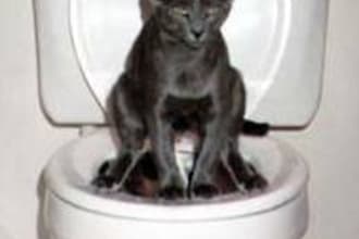 teach you how to toilet train your cat