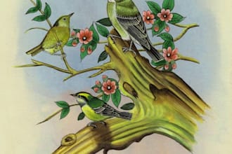 paint animals birds  landscapes in watercolors for you