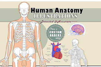 create anatomy illustrations, line art, and digital art