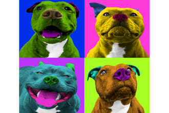 make pop art andy warhol of your pet wpap art