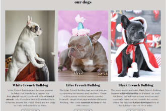 create a design for the pet shopify store and website