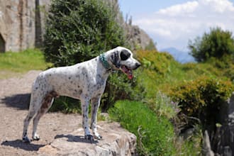 shoot product photos with pet model
