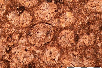study sedimentology of rock thin sections