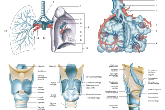create medical illustrations, infographics, diagrams