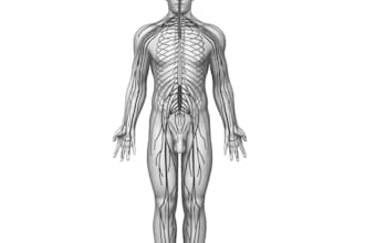 create professional 3d anatomical illustrations