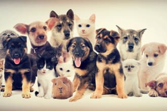do a distance angel energy healing session for pets