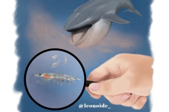 draw realistic scientific and wildlife illustrations