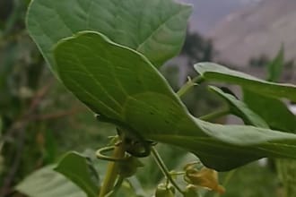 assist in articles related to agricultural sciences,and food security