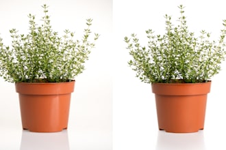 do background remove cut out image resize transparent cliping with super fast
