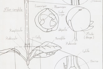 do botanical illustration with scientific focus