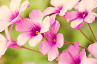 web designer and developer , web application, website