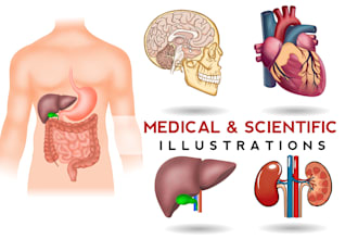 create anatomy, medical, and scientific illustrations and diagrams