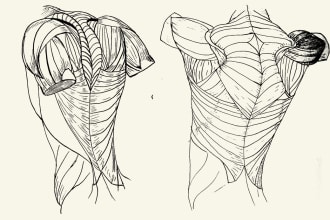 draw black and white drawing of anatomy