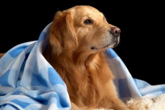 write high quality veterinary blog posts and pets articles