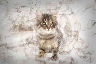 do custom cats portrait