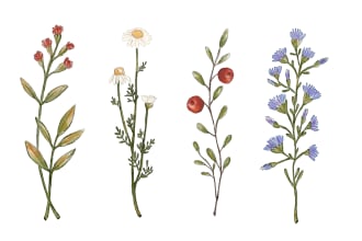 make botanical illustration for your book or postcards