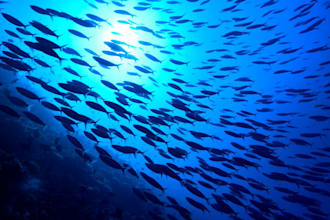 write aquatic ecology articles