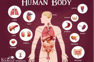 handle anatomy ,physiology ,medical case studies and analysis