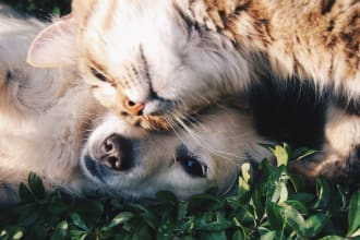 send powerful reiki healing to your beloved pet