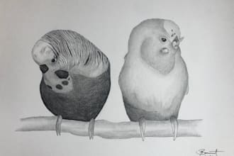 make you a realistic illustration of your beloved pet