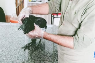 write the well researched veterinary articles and veterinary blogs as a vet