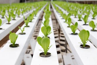 write articles and blogs on hydroponics