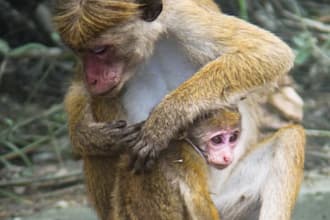 deliver stunning high resolution wildlife photography from sri lanka