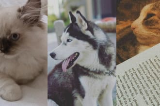 write SEO friendly veterinary blog posts and pet articles