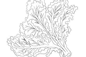 draw detailed line art of any image