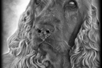 retouch animal photo for engraving