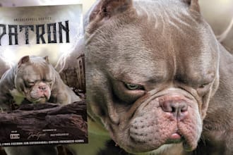design dog stud, breeder, kennel banner, kennel flyer