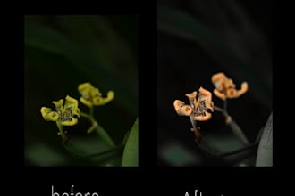 photoshop and lightroom high quality edits