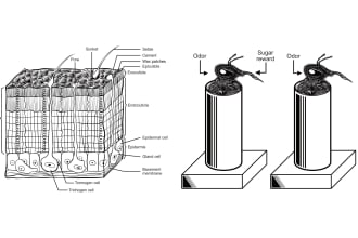 do black and white scientific illustration