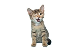 remove background 15 images with white or transparent