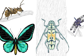 do colour insects illustration