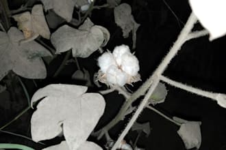 provide nature pics and weather pics on mobile