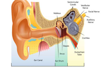 help you in audiology and special education field