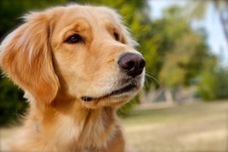 offer you dog training advice and provide problem solving solutions