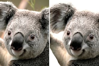designer and remove the background of the images