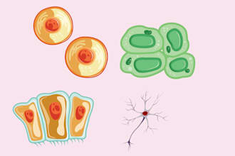 create a custom biological anatomical and scientific illustration of your choice